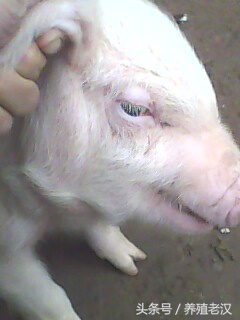 养龟眼肿怎么办,猪眼睛肿怎么快速消肿