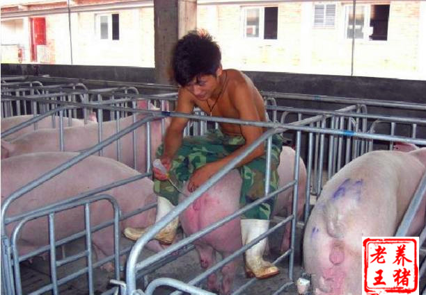 人工授精配种技术大概多少钱,人工授精配种技术间隔时间表