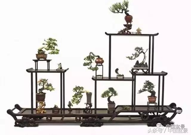 盆景的意境之美,优雅的盆景