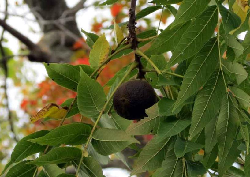 美国农民挣钱,美国农民种树