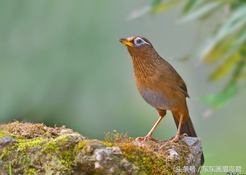 画眉鸟换毛期间喂什么活虫最好,画眉鸟换羽期要吃什么