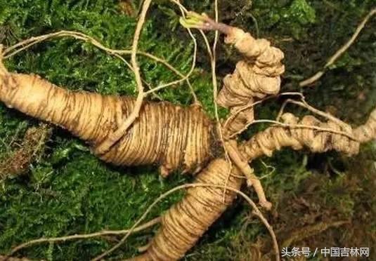 到吉林玩买啥、吃啥？再也不用刘烨代购吉林土特产了！