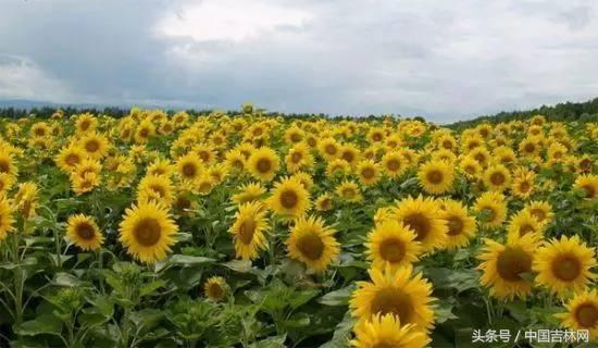 到吉林玩买啥、吃啥？再也不用刘烨代购吉林土特产了！