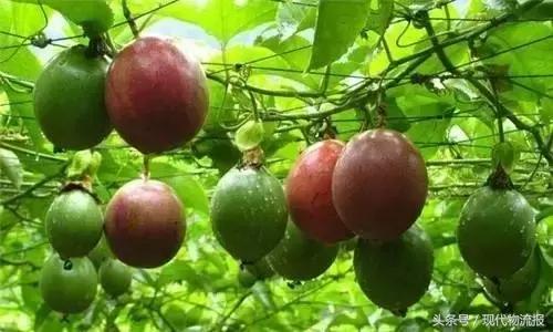 抢占“鲜”机，这家快递巨头正助力田间美味速送全国