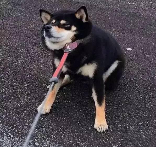 出门遛狗狗不拉屎怎么办,遛狗狗狗不愿意回家