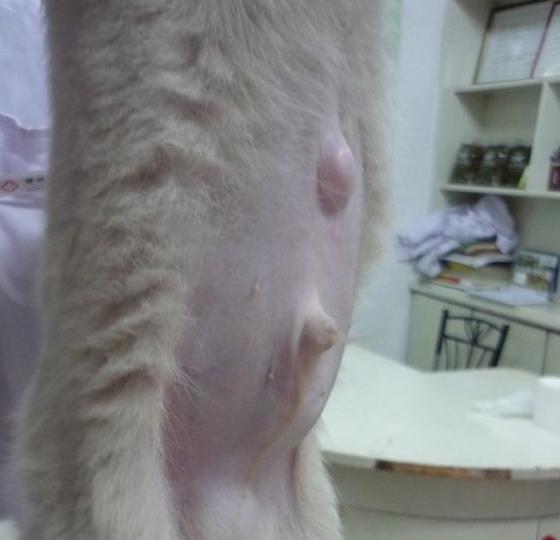 狗狗日常7种病症的常规护理要领,道格队长养宠物