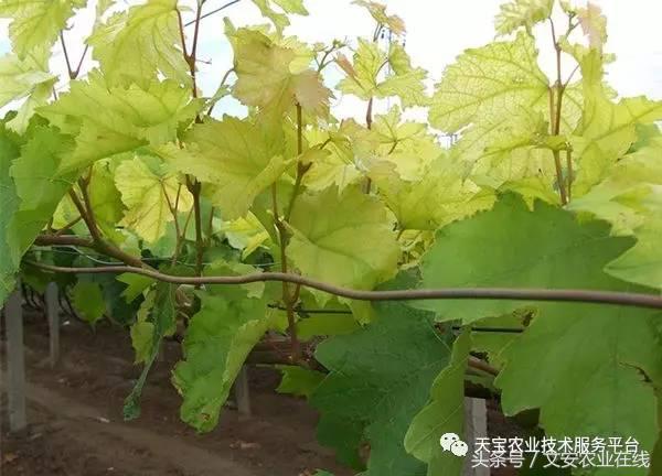 完整的土壤知识快收藏吧,土壤肥料基础知识