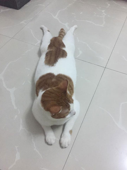 猫咪钻进细缝里怎样才能出来,怎么让猫咪进到大纸箱里面