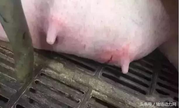 母猪最后一对乳房肿大,母猪产后乳房发炎怎么办