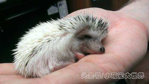 盘点那些超可爱的动物幼崽,十大最萌国宝级动物