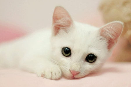 夏天开空调怎么预防猫咪感冒,怎样防止喵星人掉毛