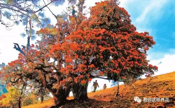 中国国花有什么样的品质,中国国花有什么品质