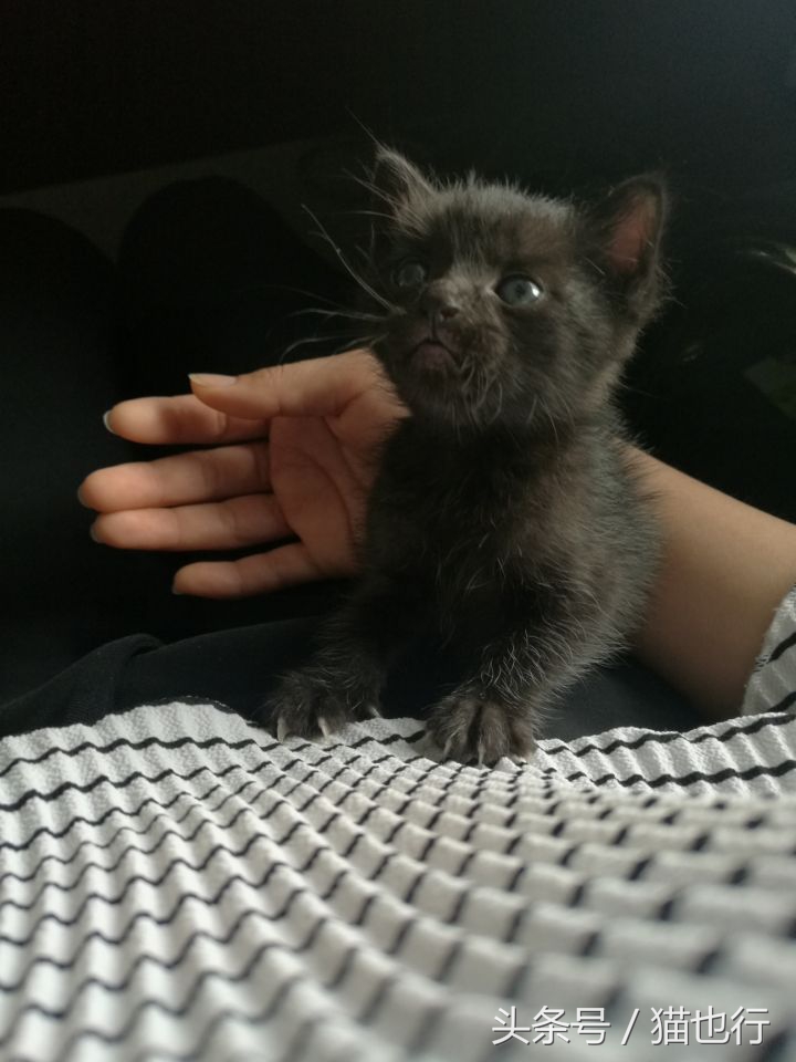 捡的小流浪猫容易养活吗,捡一只流浪猫大概要花多少钱