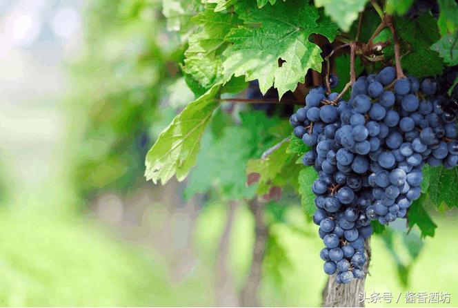 葡萄酿酒完的酒渣如何利用,自制葡萄酒多久过滤皮渣