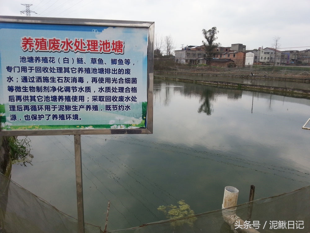 养殖泥鳅的实用指南,泥鳅养殖到底如何