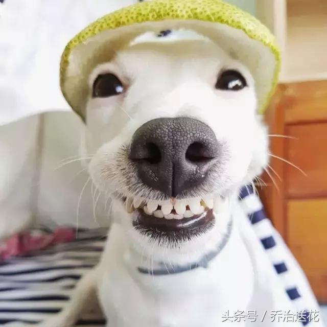 你见过有如此灵性的狗吗,难得一见的好看狗