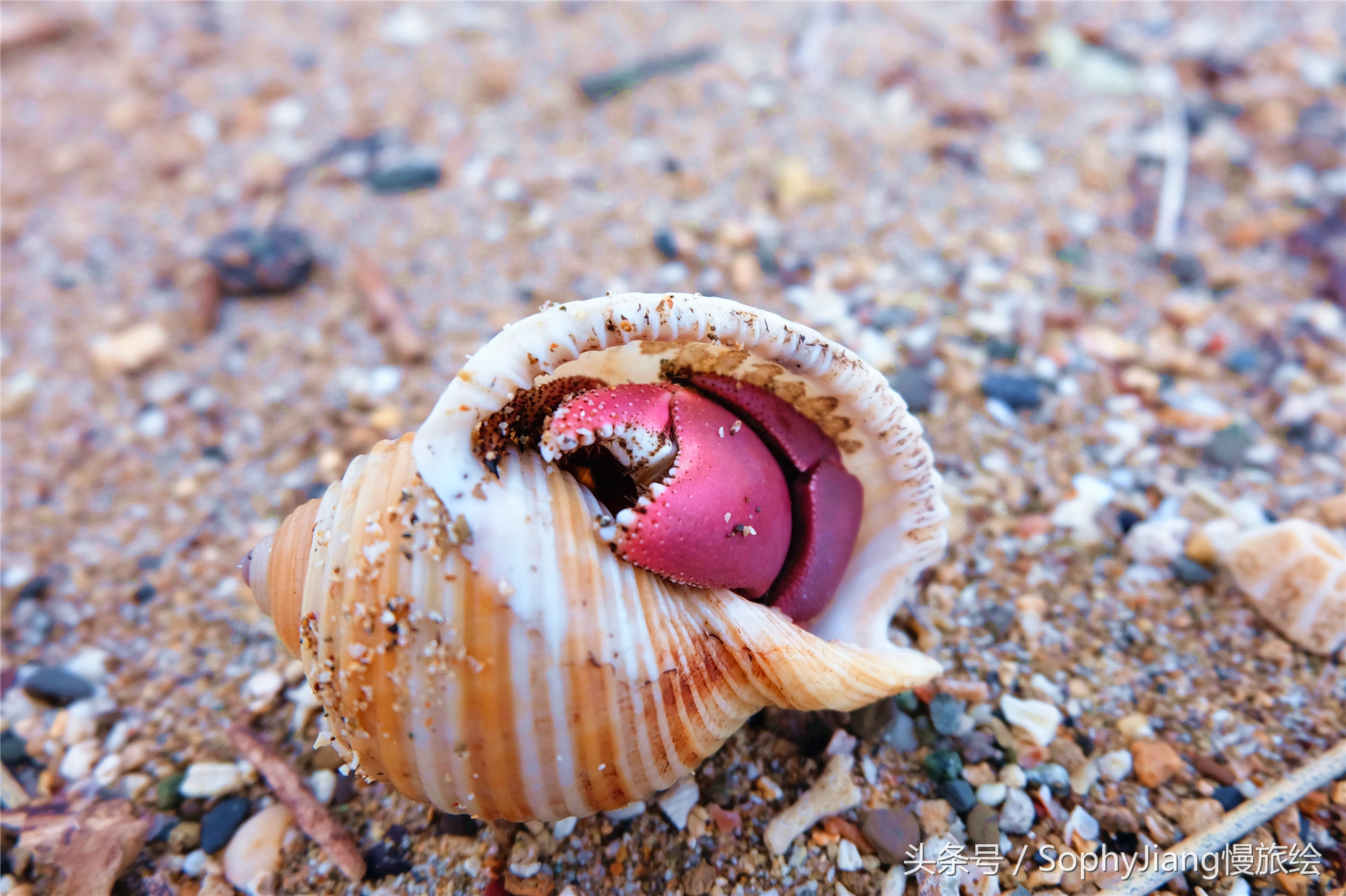 鍨︿竵涓婚姘戝,鍨︿竵绾康鍝佹湁鍝簺