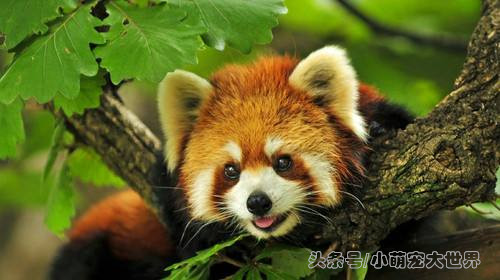 盘点那些超可爱的动物幼崽,十大最萌国宝级动物