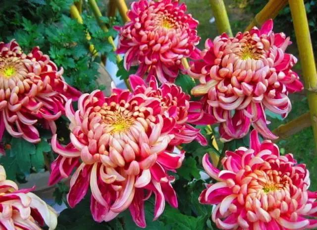 中国国花有什么样的品质,中国国花有什么品质