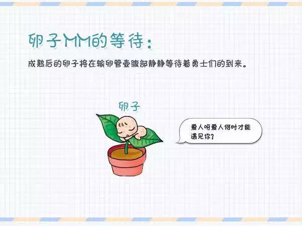 精子胚胎发育全过程,精子卵子发育过程