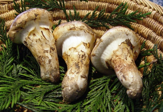 买松茸的关注什么,买松茸要啥证