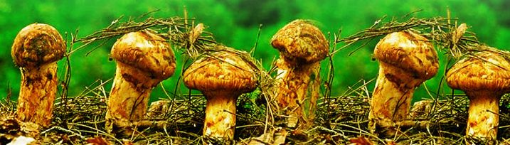 买松茸的关注什么,买松茸要啥证