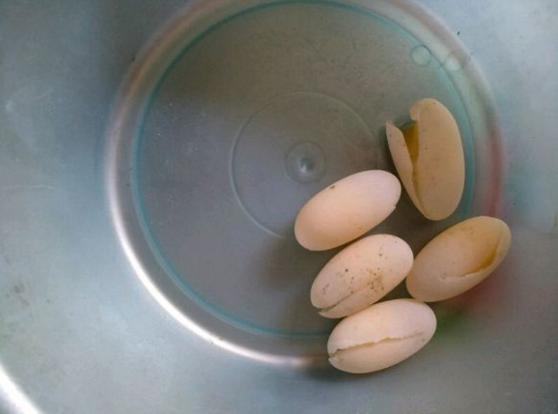 发现养的龟下的蛋全碎了，算了还是中午加个菜吧