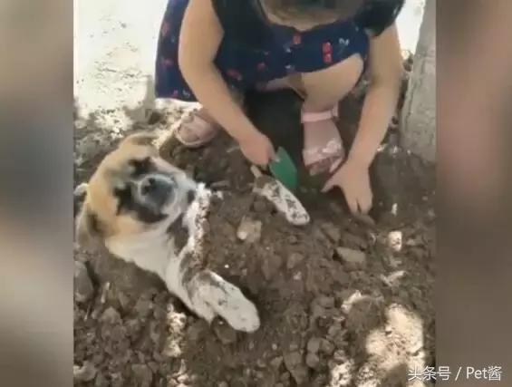 小女孩用泥土玩“埋狗”游戏，狗狗一脸生无可恋的任埋