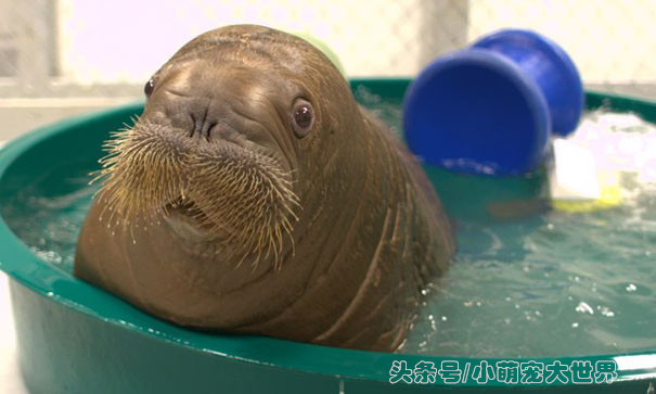 盘点那些超可爱的动物幼崽,十大最萌国宝级动物