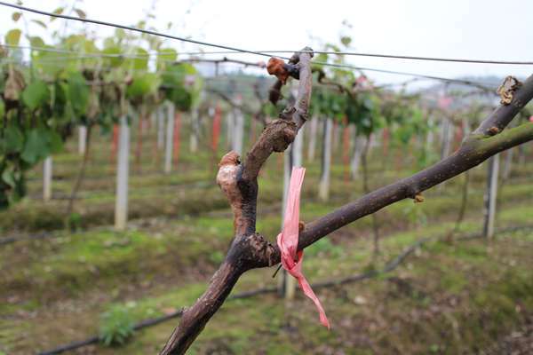 怎样判断猕猴桃伤流,得过猕猴桃溃疡病还会结果吗