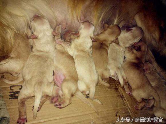 主人怀孕后狗狗的反应,怀孕了狗狗有什么表现