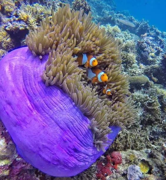 菲律宾10大海岛排名,菲律宾十大海岛