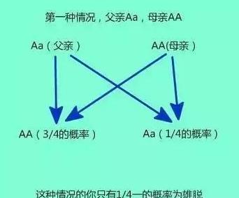 父亲脱发儿子脱发几率,父辈脱发一定会遗传吗