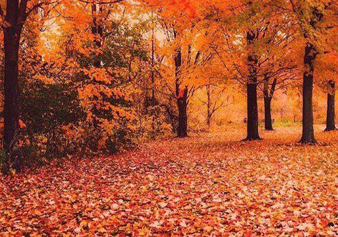 秋季应怎么养生,秋季喝什么茶养生最好