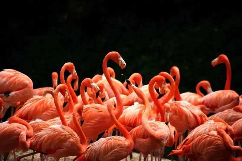 火烈鸟会掉色吗,火烈鸟掉色