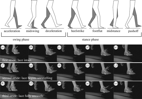 为何有些鞋带特别容易散,为什么你的鞋带总是会松