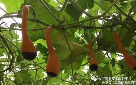 完整的土壤知识快收藏吧,土壤肥料基础知识