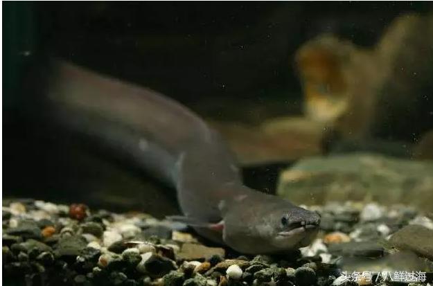 鳗鱼的智商有多高,鳗鱼的神奇之处