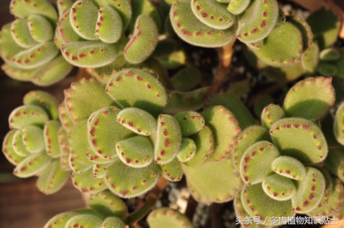 多肉熊童子夜晚零下3度会冻伤吗,多肉熊童子叶子上的灰尘怎么办