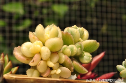 多肉熊童子夜晚零下3度会冻伤吗,多肉熊童子叶子上的灰尘怎么办