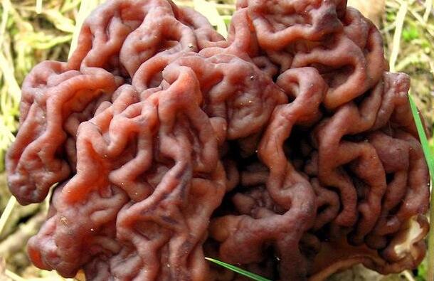 自然界最常见的菌类,令人无法解释的奇怪菌类