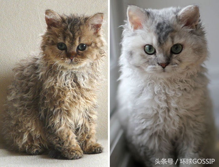 卷毛的喵星人看起来也蛮可爱的,天生自带刘海猫