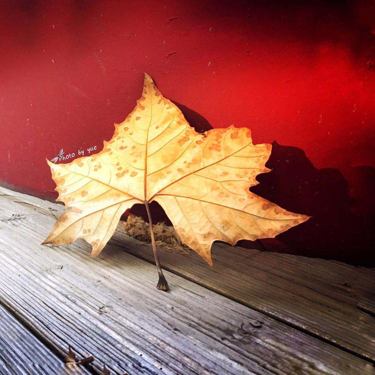 想给照片加个印章水印怎么做,如何给照片上面加印章