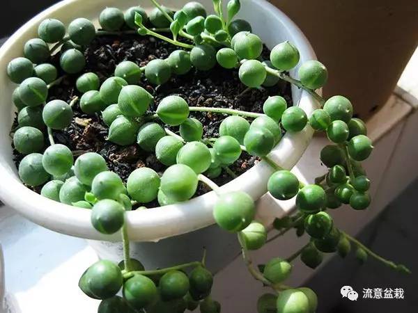 佛珠吊兰怎么养才能爆盆,佛珠吊兰用什么盆养比较好