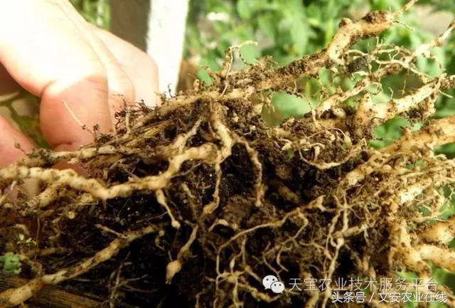 生物杀虫剂十大品牌,十大灭跳蚤最快的杀虫剂