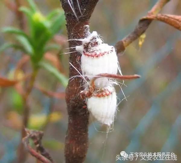 生物杀虫剂十大品牌,十大灭跳蚤最快的杀虫剂