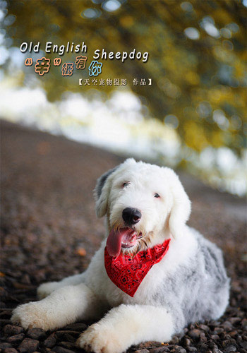 狗狗健康护理,怀孕狗狗的养护关注事项