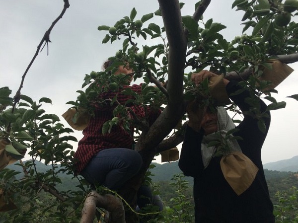种植苹果怎么让苹果香甜,农民种植苹果的技术