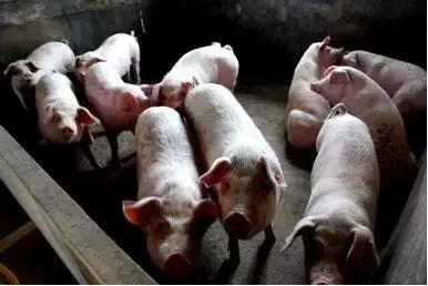 三大养殖业前景,养殖业巨头事迹排名第一