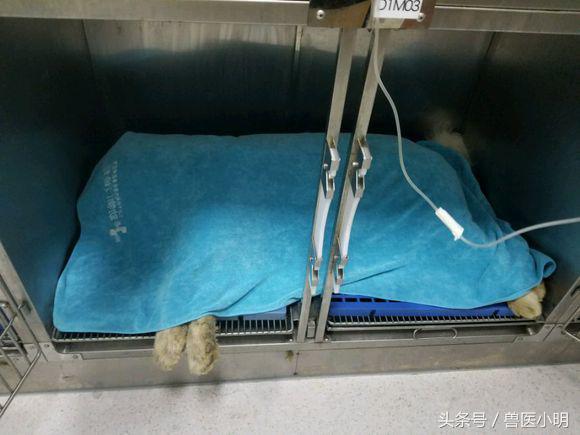 萨摩耶犬中暑怎么救,萨摩耶被寄养受伤